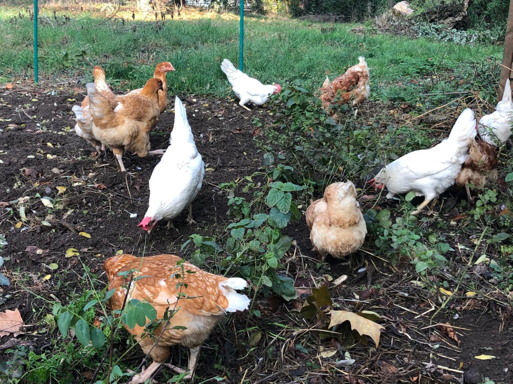 Le Jardin De La Tuilerie Alsace Hotel Pfastatt Kültér fotó